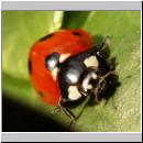 Coccinella septempunctata - Siebenpunkt 01.jpg